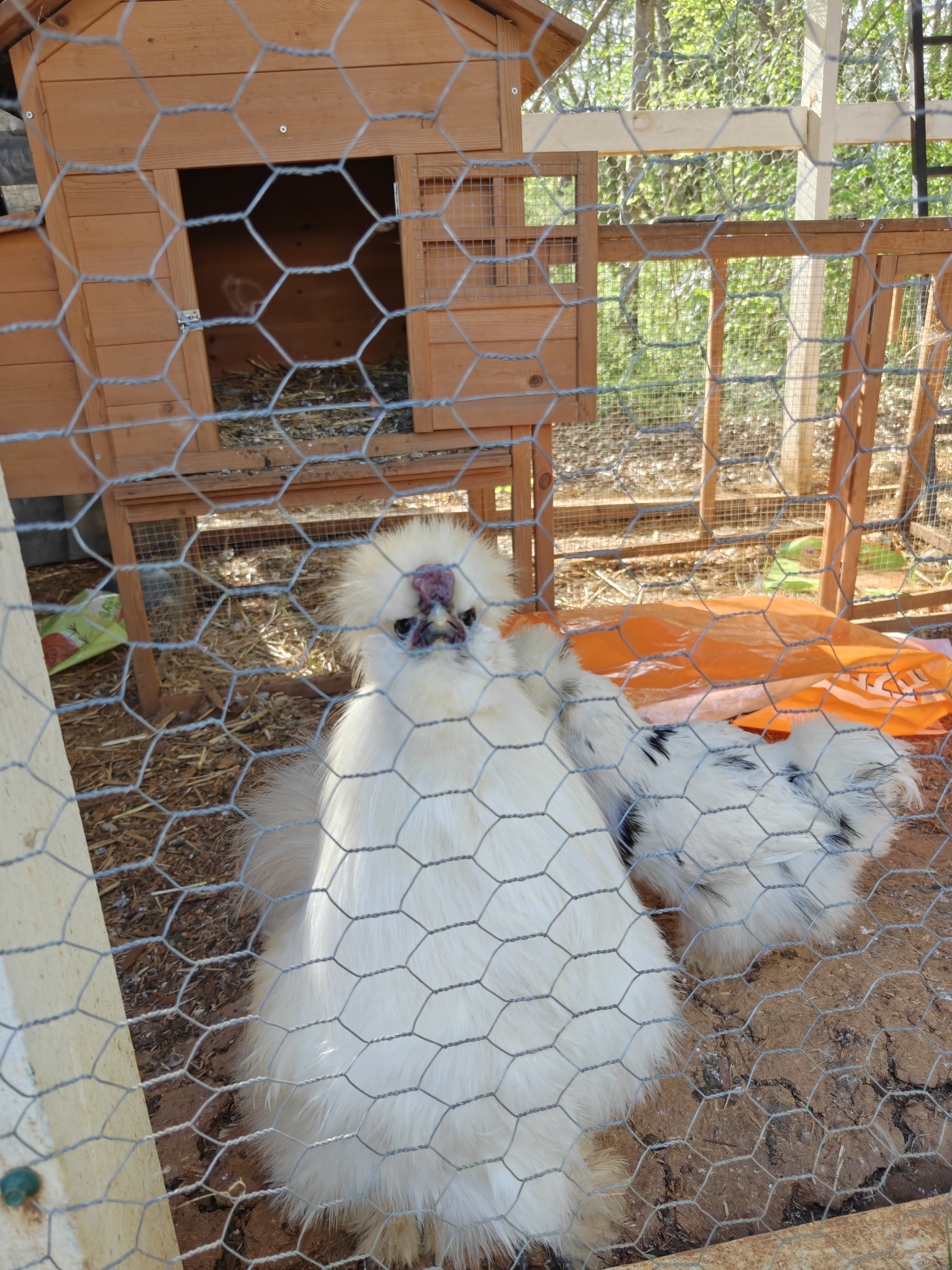 Charlie, the Southern Silkies mascot